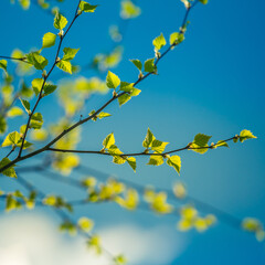 A beautiful, fresh green birch tree leaves in the spring day. Spring seasonal scenery.