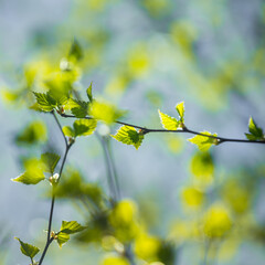 A beautiful, fresh green birch tree leaves in the spring day. Spring seasonal scenery.