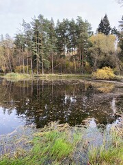 Obraz premium lake in the forest