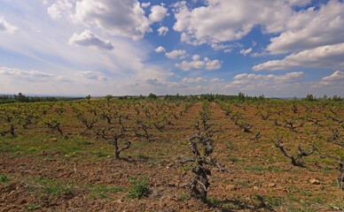 Fototapeta na wymiar Turkey / vineyards in Manisa plain