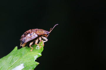 Carabidae insect live on green leaves