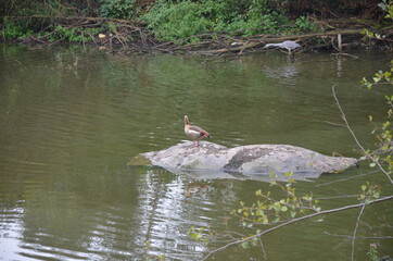 Fototapeta premium Frankfut am Main zoo, Germany