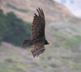 VUELO DE JOTE