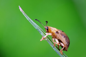 Carabidae insect live on green leaves