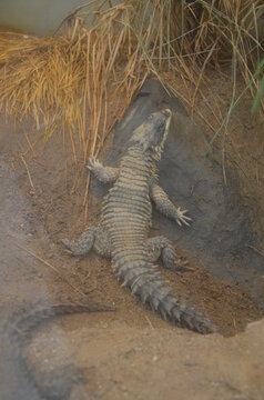 Sungazer, giant girdled lizard or giant dragon lizard or giant zonure (Smaug giganteus, syn. Cordylus giganteus)