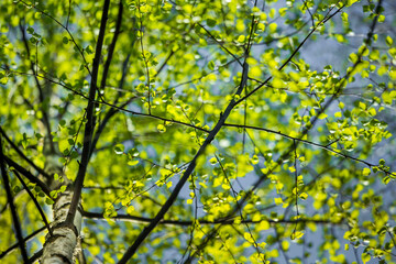 A beautiful, fresh green birch tree leaves in the spring day. Spring seasonal scenery.