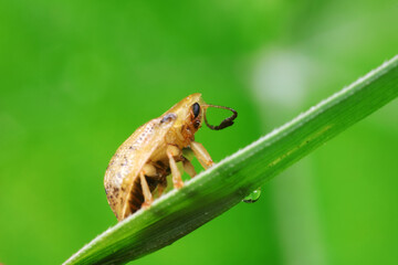Carabidae insect live on green leaves