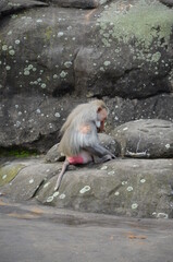 Obraz premium Wild Hamadryas baboon, zoo of Frankfurt (Germany)
