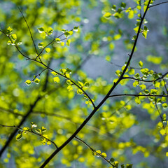 A beautiful, fresh green birch tree leaves in the spring day. Spring seasonal scenery.