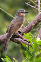 The brown-eared bulbul (Hypsipetes amaurotis) sitting on the branch.Asian bulbul in a dense bush.