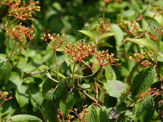 Viburnum plicatum 'Watanabe' ou Viburnum plicatum 'Nanum Semperflorens' | Viorne de Chine ou du Japon à port érigé 