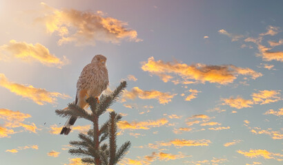 Eurasian Kestrel (Falco tinnunculus) sitting on the tree against the sunset. Colorful sunset...