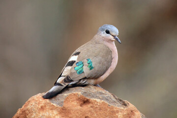 The emerald-spotted wood dove (Turtur chalcospilos) sits on a stone. A small turtle with green...