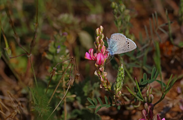 Black eyes butterfly / Glaucopsyche alexis