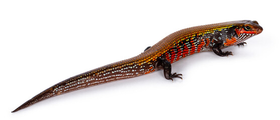 Top view of vivid colored adult Fire skink aka Lepidothyris fernandija, showing back. Isolated on white background.