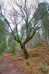 Bosque en invierno con musgo verde y hojas marrones
