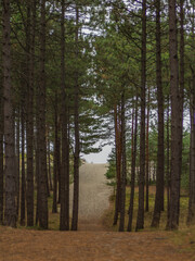 The path to the beach of the Baltic Sea
