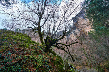 Bosque en invierno con musgo verde y hojas marrones