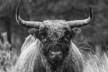 Highland cow in misty and rainy autumn weather.
