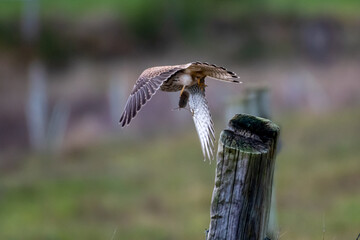 bird of prey, falcon with mouse, in flight