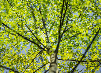 A beautiful, fresh green birch tree leaves in the spring day. Spring seasonal scenery.