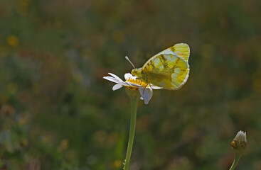 Zegris butterfly / Zegris eupheme