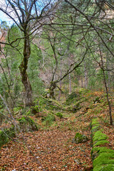 Bosque en invierno con musgo verde y hojas marrones