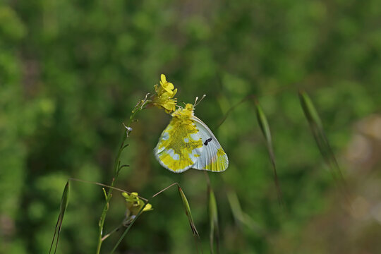 Zegris butterfly / Zegris eupheme
