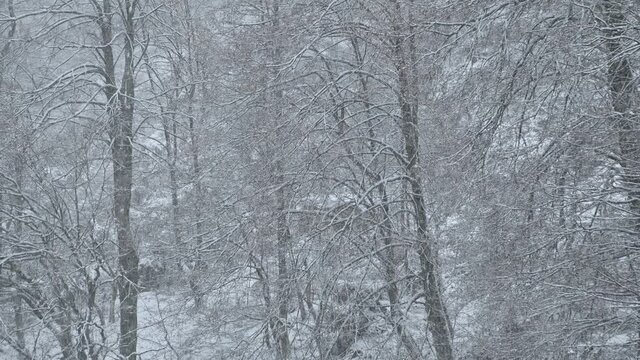 Winter season with snow storm. Forest trees covered with snow in background. Snowflakes reduced visibility. Static shot, real time, medium angle