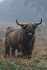 Highland cow in misty and rainy autumn weather.