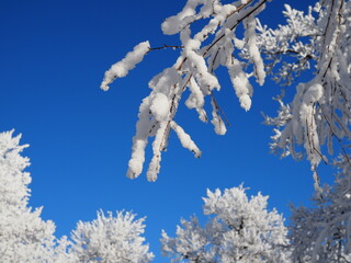 beautiful tree branches covered with snow against the blue sky on a bright Sunny winter day