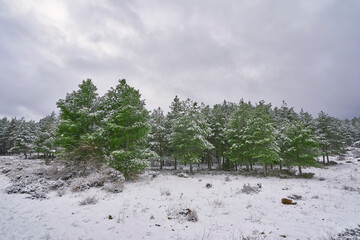 Paisaje nevado con arboles verdes y pinos en un dia nublado