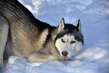 a very displeased husky looks reproachfully at the owner lying in the snow