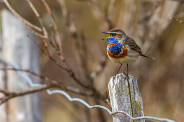 Rotsterniges Blaukehlchen (Luscinia svecica svecica) Männchen