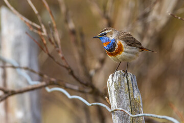 Rotsterniges Blaukehlchen (Luscinia svecica svecica) Männchen