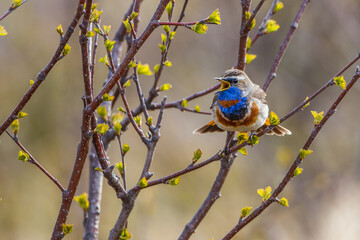Rotsterniges Blaukehlchen (Luscinia svecica svecica) Männchen