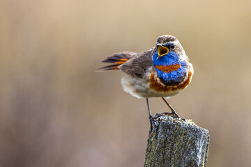Rotsterniges Blaukehlchen (Luscinia svecica svecica) Männchen