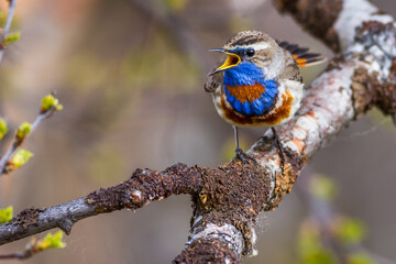 Rotsterniges Blaukehlchen (Luscinia svecica svecica) Männchen