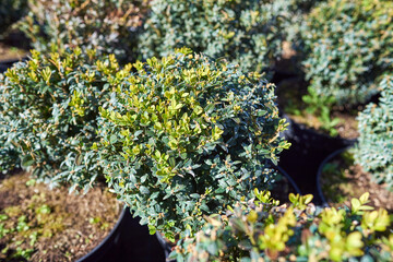 Boxwood evergreen, Buxus sempervirens, common box, European box, or boxwood