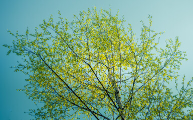 A beautiful, fresh green birch tree leaves in the spring day. Spring seasonal scenery.