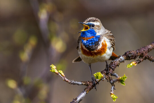 Rotsterniges Blaukehlchen (Luscinia svecica svecica) M&auml;nnchen