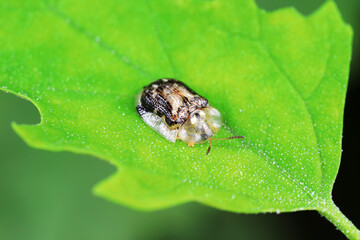 Carabidae insect live on green leaves