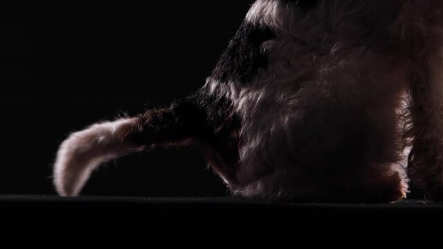 Side view of half sitting dog Fox Terrier. The pet in the studio on a black background wags its tail. Pose of happiness on the topic of a human friend, learning a new trick. Close up.