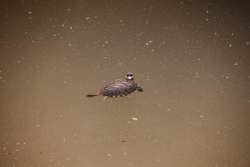 Turtle in the pond