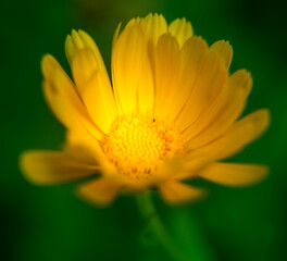 A beautiful, golden calendula flowers growing and blooming in the garden. Shallow depth of field photo. Yellow marigold herbal tea ingredient, vegan, organic.