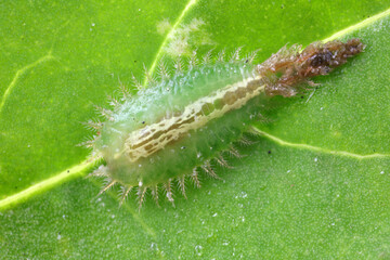 Carabidae insect larva live on green leaves