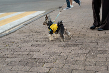 the little Yorkshire Terrier on the walk