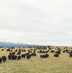 a herd of black sheep grazing in a meadow with mountains in the background