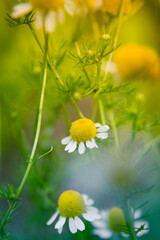 A beautiful, scented fresh chamomile growing in the garden. Shallow deapth of field photo. Vegan, herbal tea.