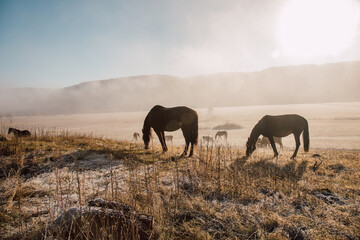 Pasture cows and horses in the early morning in the fog